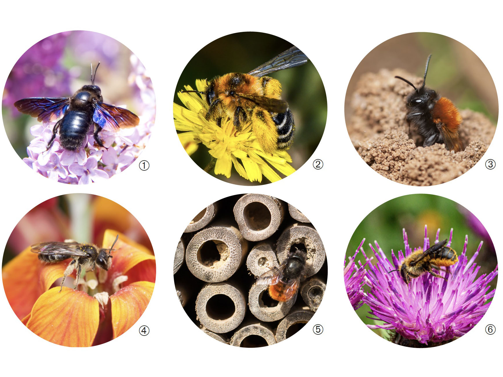 Fauna útil: Más de 1.100 especies de abejas